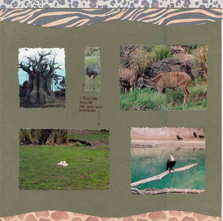 on safari