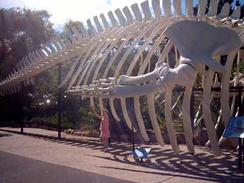 whale skeleton