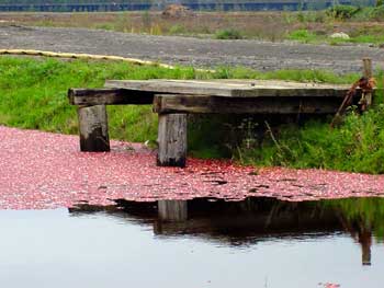 the dock