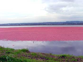 cranberries
