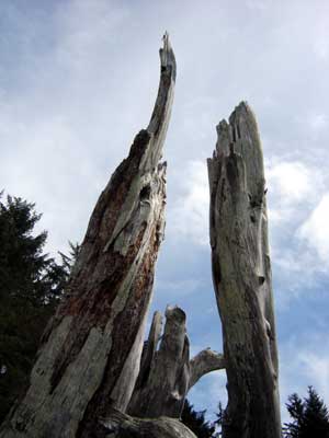 driftwood