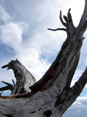 driftwood