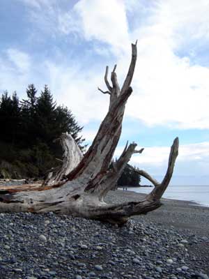 driftwood