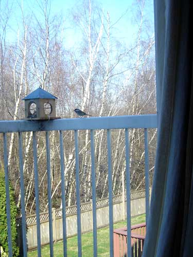 blue tit?