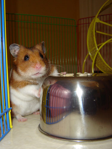wanda the hamster