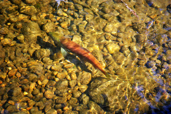 kokanee salmon