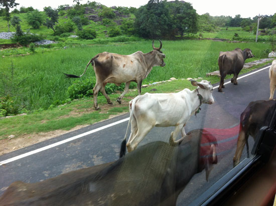 cows!
