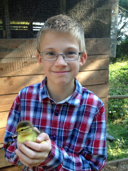 duckling