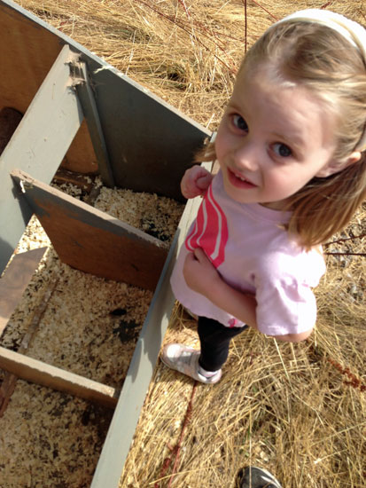 collecting eggs