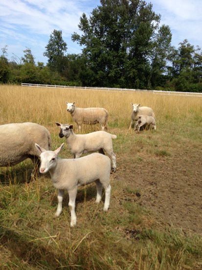 sheep