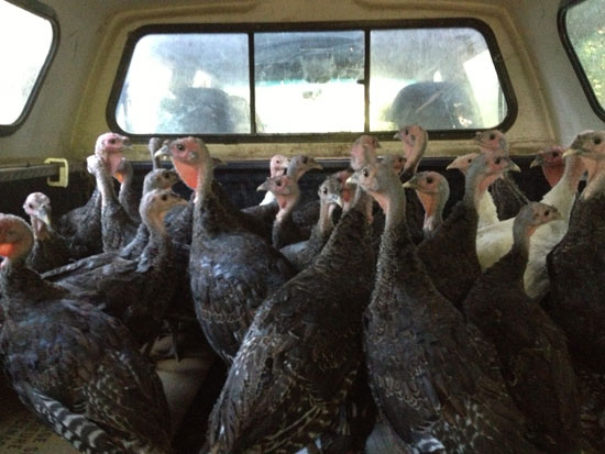 turkeys
