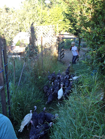 turkeys