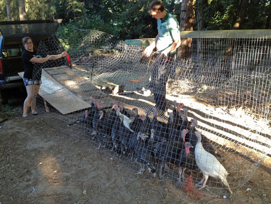 turkeys
